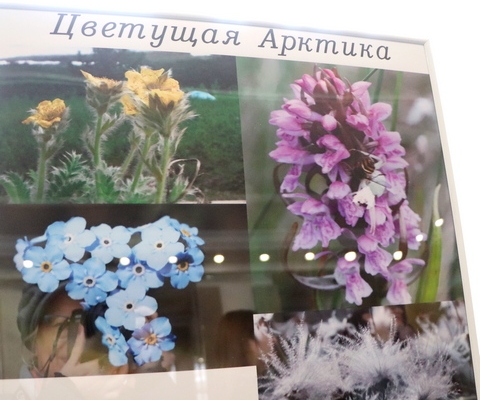 Цветущая Арктика